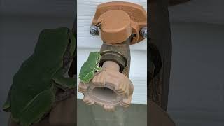 Small Frog Snaps Up a Fly