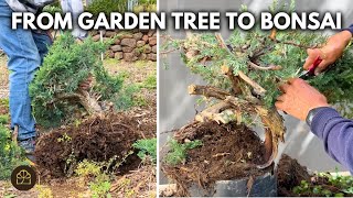 How to Properly Dig a Tree to Make a Bonsai | Q&A