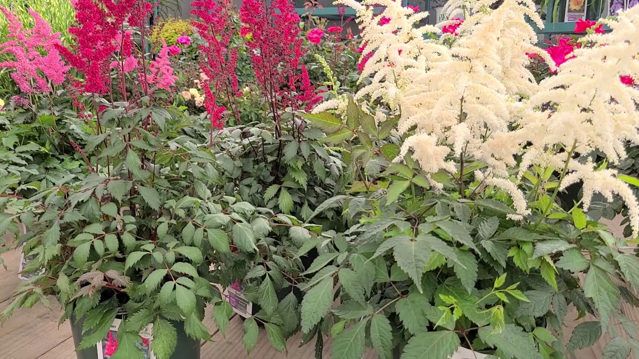 Astilbe 'Duetschland', 'Fanal' & 'Rheinland' (False Spirea) 3 CLASSIC, Easy to Grow Perennials