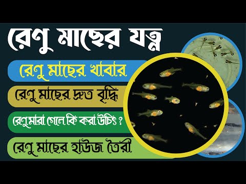 ভিডিও: গুরার রুফা মাছের যত্ন কীভাবে করবেন