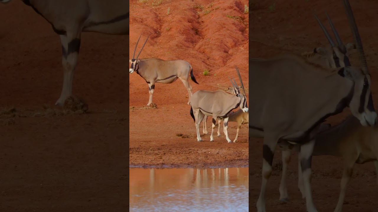 At the watering hole. 🌍Tsavo East National Park. 
