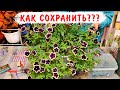 Основные правила ухода за петуниями  зимой! Как сохранить и размножить петунии в зимнее время.