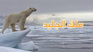 ملك الجليد - الدب القطبي - فيلم وثائقي قصير بصوتي سعيد بشتاوي.