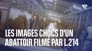 Dans une nouvelle vidéo, L214 dénonce les pratiques d’un abattoir en Saône-et-Loire