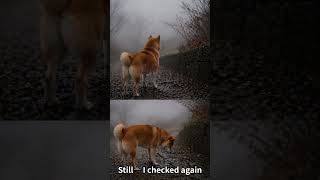 Shiba’s Wisdom: Already Gone @richshiba #doge #ShibasWisdom #AlreadyGone #LetGo #MyWay