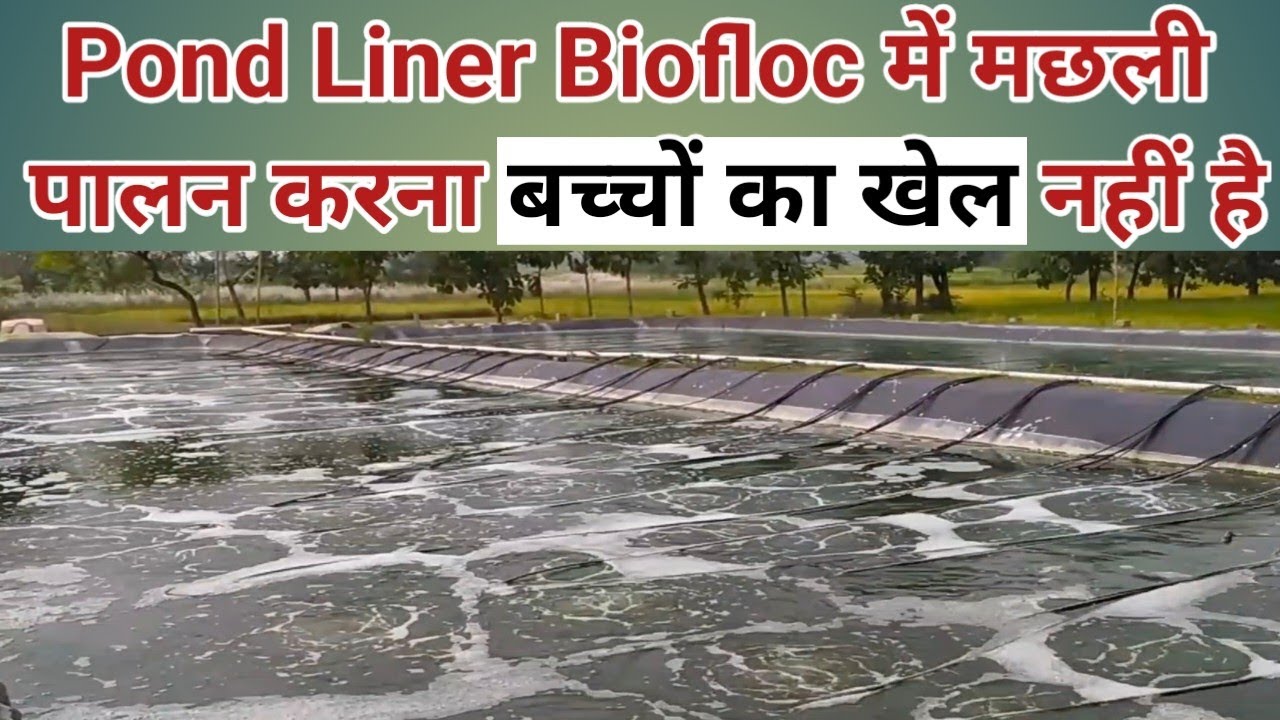 Pond Liner Fish Farming l पौंड लाइनर में मछली पालन करना आसान नहीं है l Biofloc Fish Farming l Fish