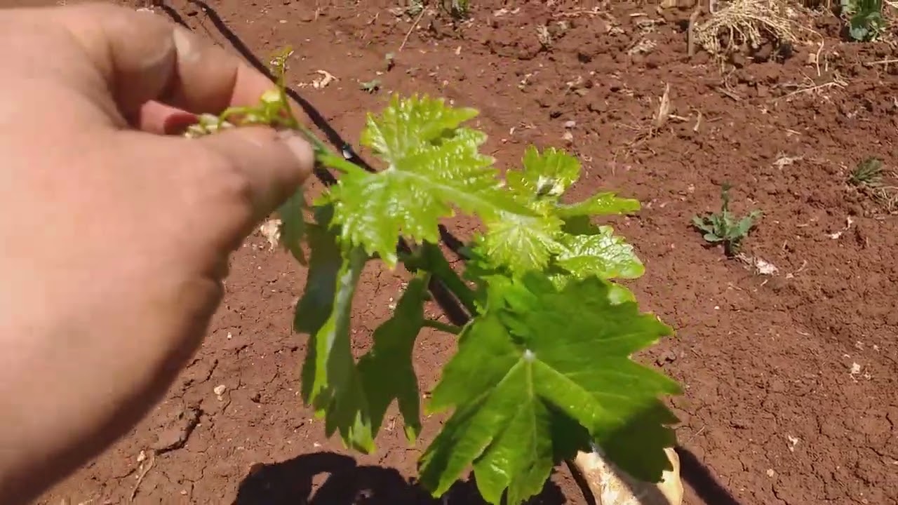 نصائح هامة لنمو العنب إيطاليا  important grape growth advice italy