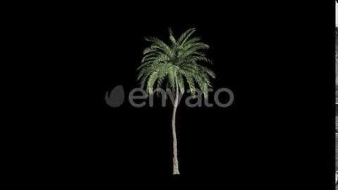 Palm Tree Grow | Motion Graphics - Envato elements