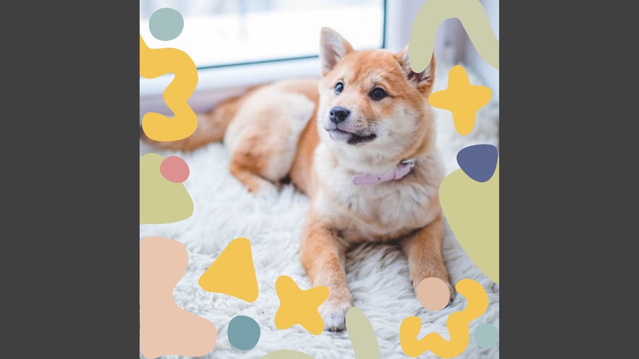 Thrilling Moods for Dog Rewards