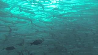 Barracuda Tornado in Sipadan