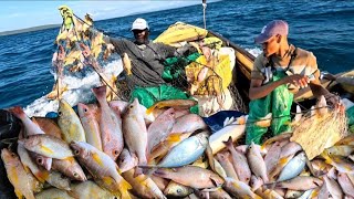 OMG😱‼️THE BOAT ALMOST SINK WITH THE AMOUNT OF FISH WE COUGH (JAMAICA)🇯🇲