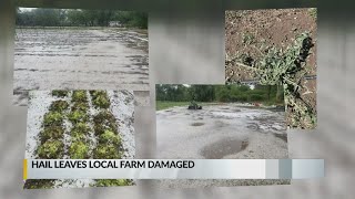 Hail leaves Albuquerque farm damaged