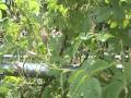 2010年ローズメイ秋田薔薇園ダマスクローズ