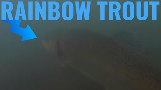 Underwater GoPro Footage of Rainbow Trout at the Corrales Riverside Drain