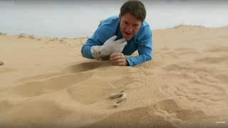 Sidewinder Snake Hides In Sand | Deadly 60 | BBC Earth