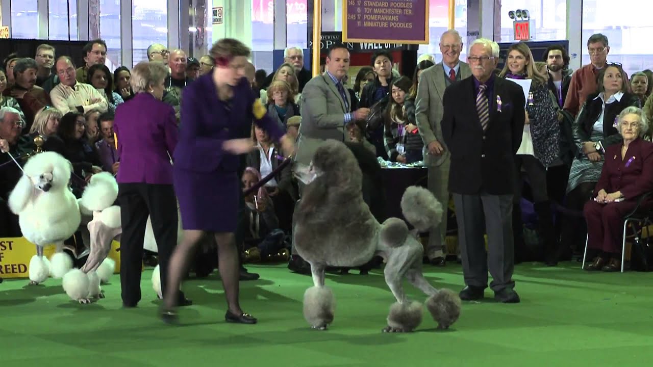 Poodle Standard Westminster Kennel Club Dog Show 2016 YouTube