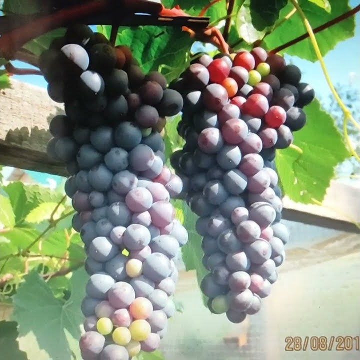 Виноград Памяти Домбковской на ЮЖНОМ УРАЛЕ 🍇🍇🍇💯 ️... - YouTube