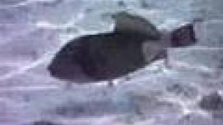 Amazing Triggerfish Activity