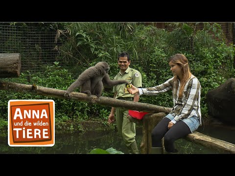 Video: Gibbon-Affe: Merkmale und Lebensraum der Art