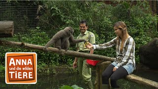 Der Gesang der Gibbons | Reportage für Kinder | Anna und die wilden Tiere by Wilde Tierwelt 92,171 views 4 months ago 24 minutes