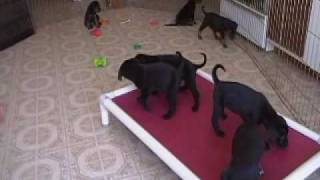 Rescue Puppies- 6 wk old - Lab/hound mix?  Adopt: 3/6/2010
