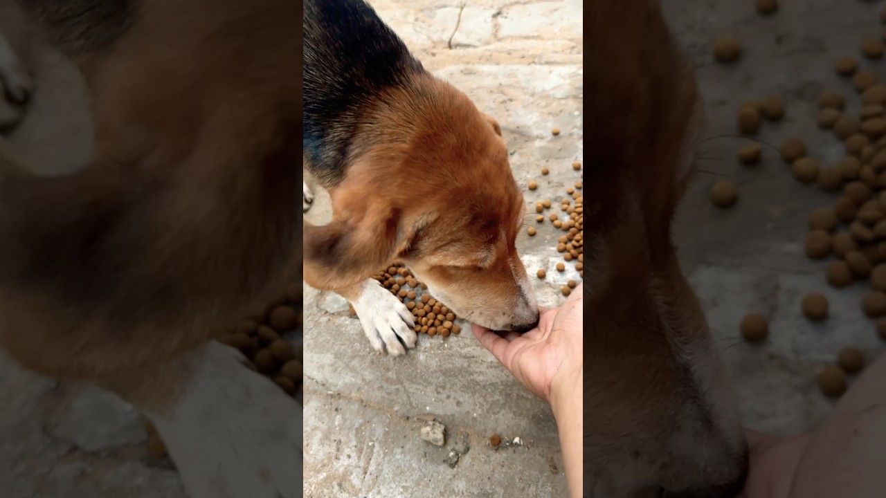 Street dogs lover❤️