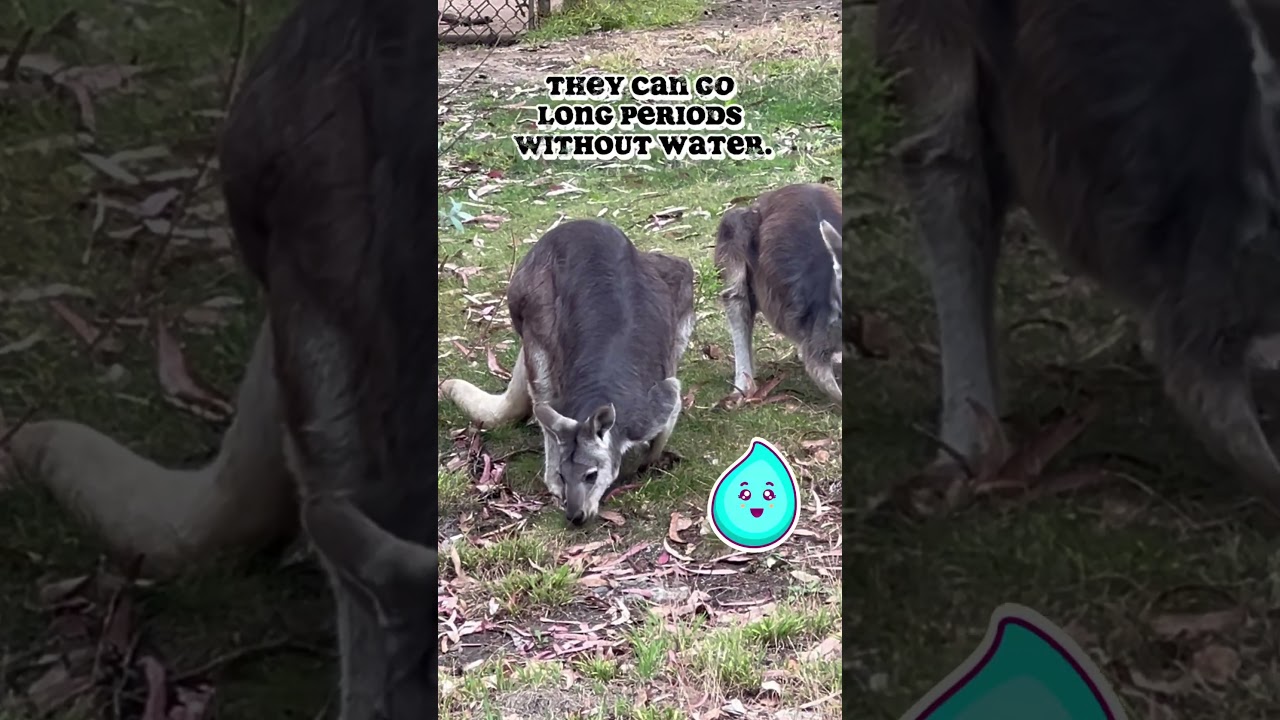 Wallaroos on the Move! Hops in Action at the SF Zoo 🦘🐦060925