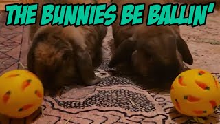 The Bunnies Be Ballin
