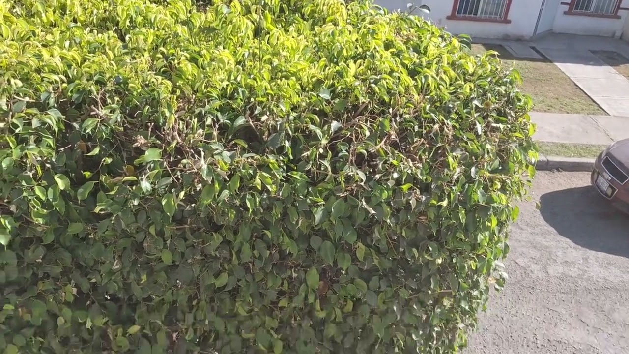 Megafono Helado🎵🎶🎵🎵🎵📢📢📢🎵🎶🎵🎵🎵🎵🎵🎵🎶🎶🎶🎶