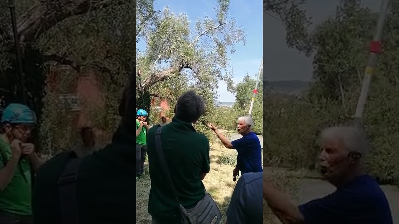 Master gestione olivi storici Osimo