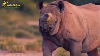Top Things to Do in Mikumi National Park | Big Cats, Safaris & Views | Exodus Safaris Tour