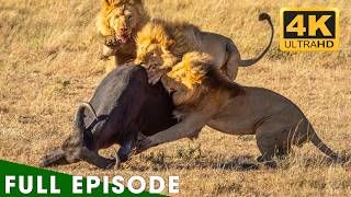 Buffalo vs. Lion: The Deadliest Battle for Survival (Full Episode) | Lion Documentary screenshot 5