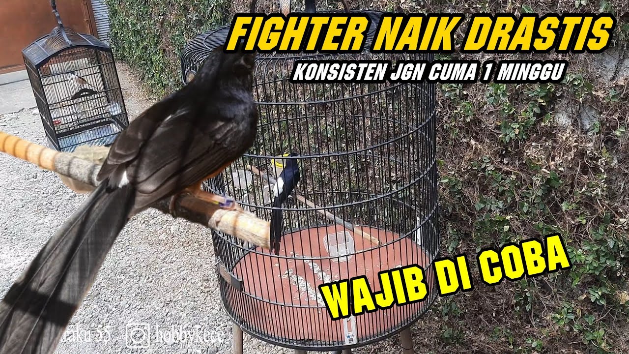 3 perawatan harian MURAI BATU AGAR FIGHTER naik drastis