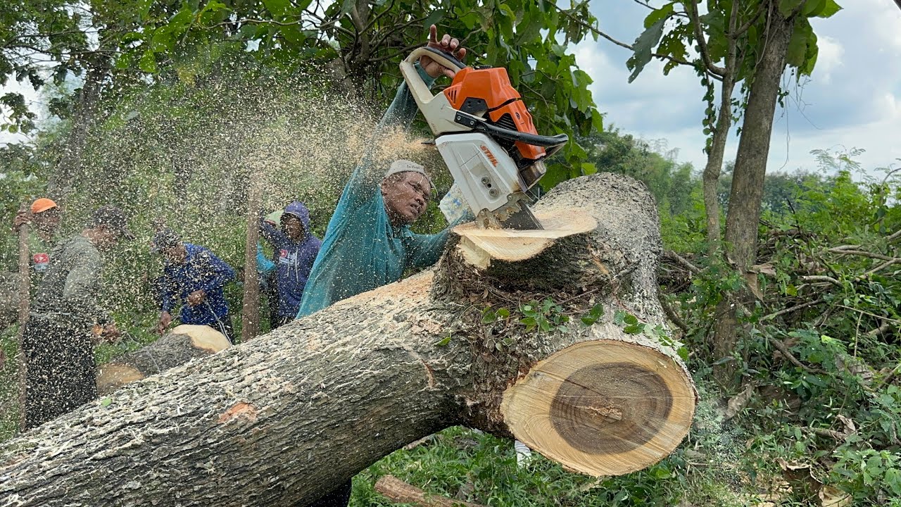 Fast… Cutdown Huge tree on the rice field ‼️ - YouTube