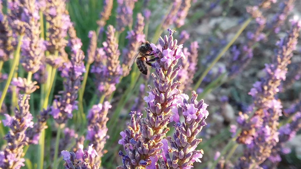 Cultiu d'espígol o lavanda. Tossal Blau (Torregrossa, Lleida)