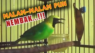 CUCAK RANTING GACOR DI MALAM HARI....