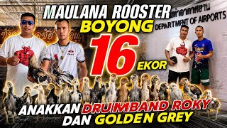 Eksklusif! Maulana Rooster Masuk ke Kandang Legendaris Golden Grey dan chao Roky