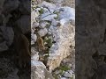 يبدو على وشك السقوط عمره 3 أيام ويتسلق جرفا مرعبا
