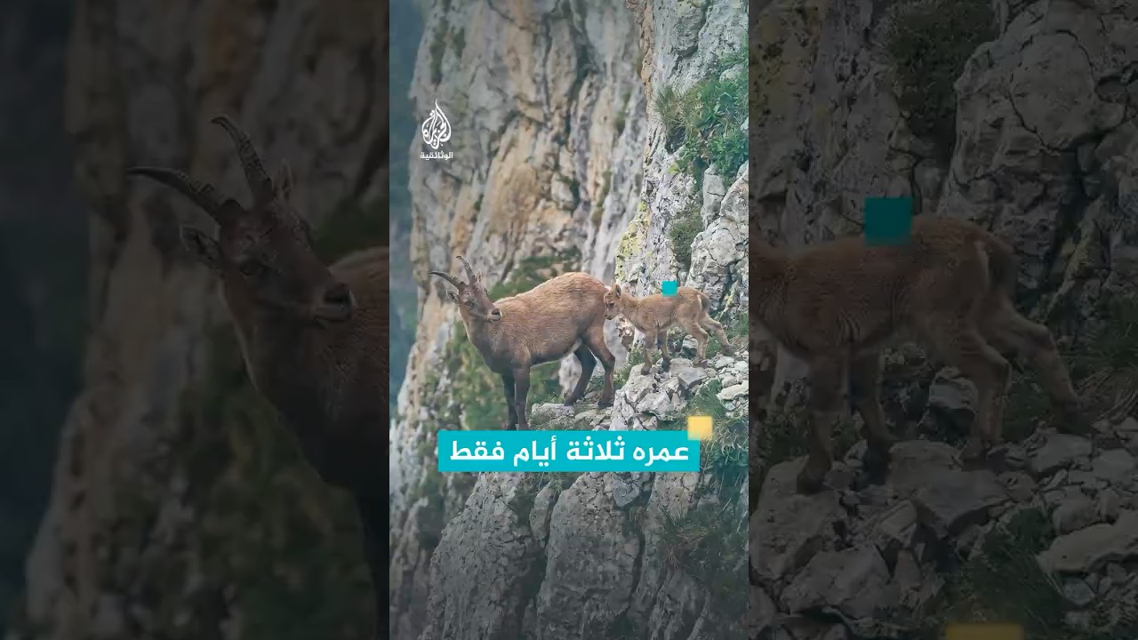 يبدو على وشك السقوط عمره 3 أيام ويتسلق جرفا مرعبا