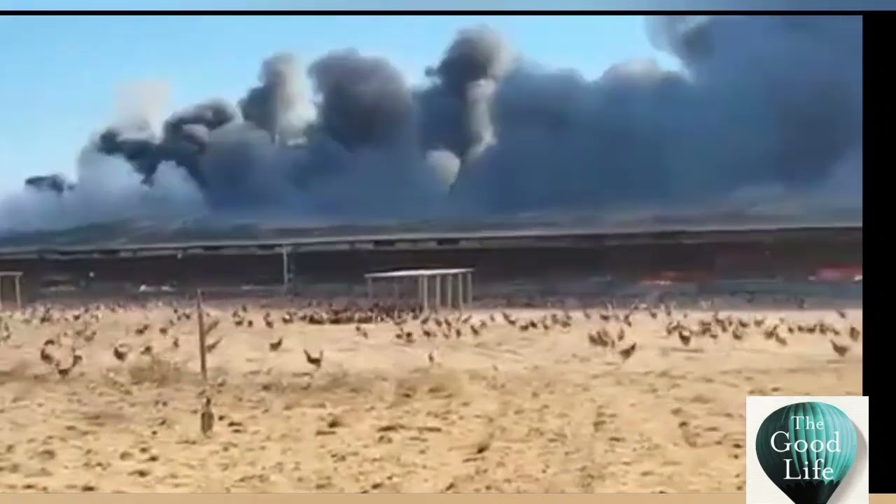 poultry Farm on Fire 