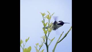 Hummingbird Dance