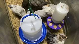 How To Keep Baby Chicks First 3 Weeks Of Life - Safe & Healthy NO MESS