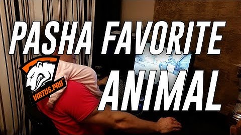 12 Second CSGO: Pasha