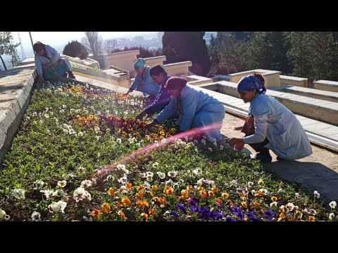 Таджикистан готовится к Наврузу. В Душанбе начали высаживать цветы и декоративные деревья
