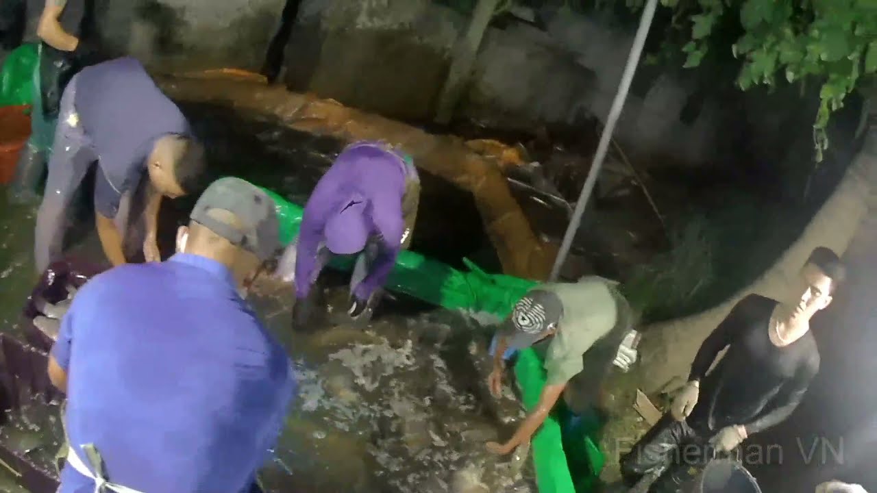 Catching Fish In The Countryside Of Vietnam | Night Fishing | Fisherman VN #19