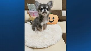 Action 9 warns of online puppy scam after woman is tricked out of $1,000 | WSOC-TV