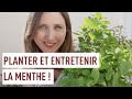 Planter et cultiver la menthe en pot !