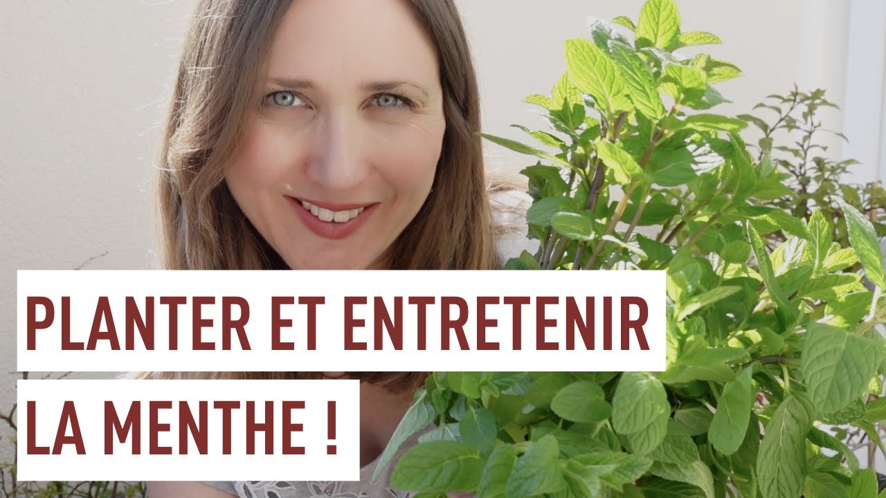Planter et cultiver la menthe en pot !