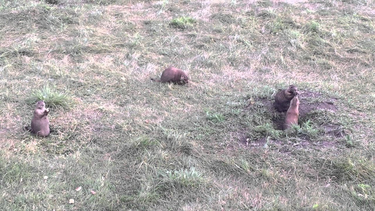 Prairie dogs at Yellowstone National Park Wyoming YouTube