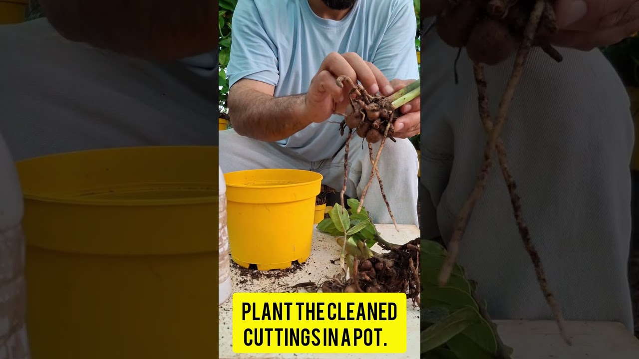 Here are the main reasons a ZZ plant (Zamioculcas zamiifolia) 